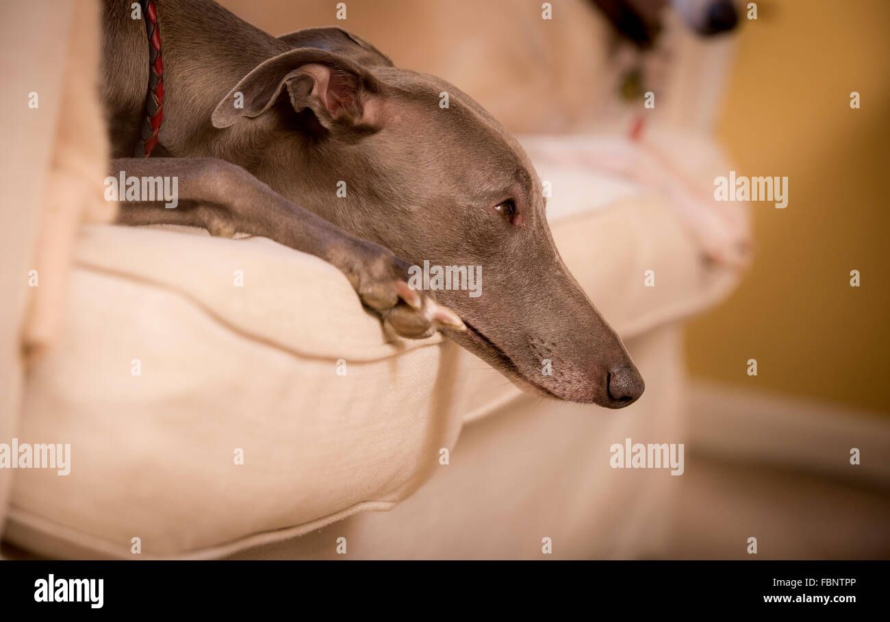 Whippet godersi la loro vacanza presso il Whippet Hotel nel West Sussex, Regno Unito. Foto Stock