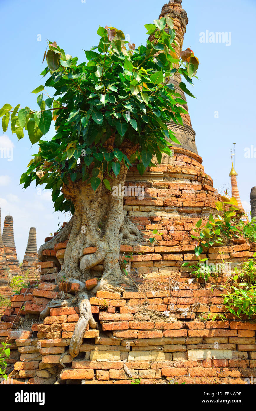 Alberi che mostra le loro radici che crescono su di un lato di un antico stupa lungo il bordo dell'acqua del Lago Inle, Myanmar ex Birmania, sud-est asiatico Foto Stock