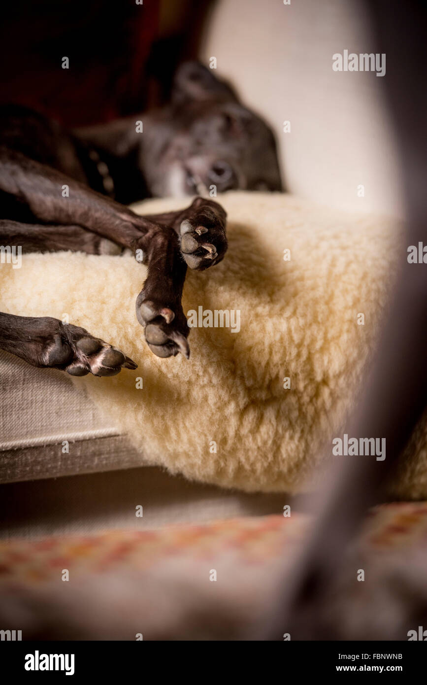 Whippet godersi la loro vacanza presso il Whippet Hotel in West Sussex. Un cane snoozes su un divano. Foto Stock