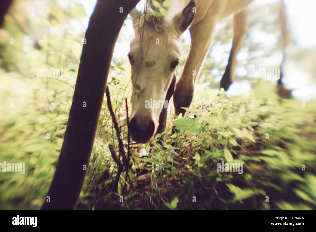 Cavallo al pascolo in foresta Foto Stock