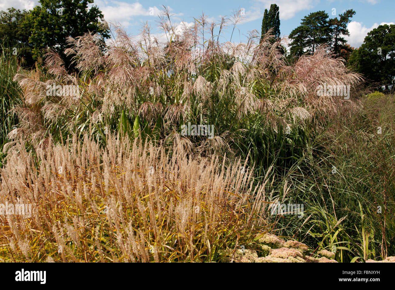 MISCANTHUS SINENSIS Roland con il miscanto OLYGOSTACHYUS NANUS VARIEGATUS Foto Stock