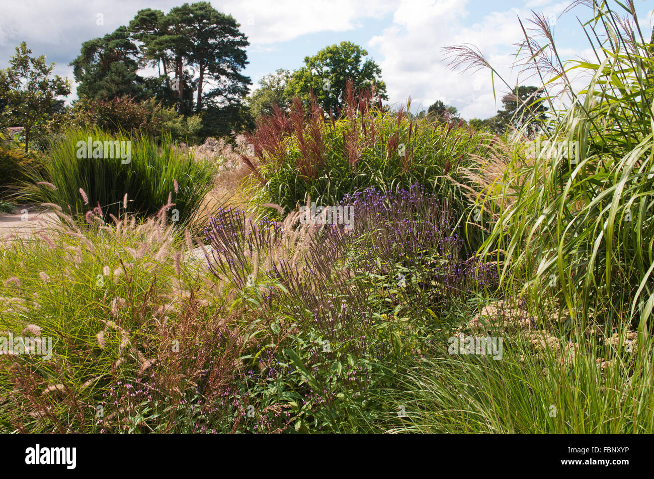 Confine di erba in giardino RHS Wisley Foto Stock