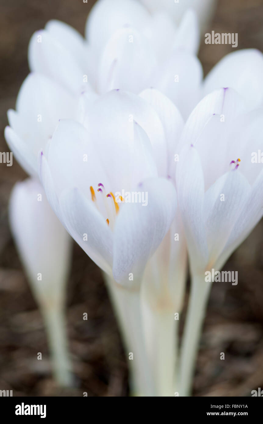 COLCHICUM BYZANTINUM innocenza Foto Stock