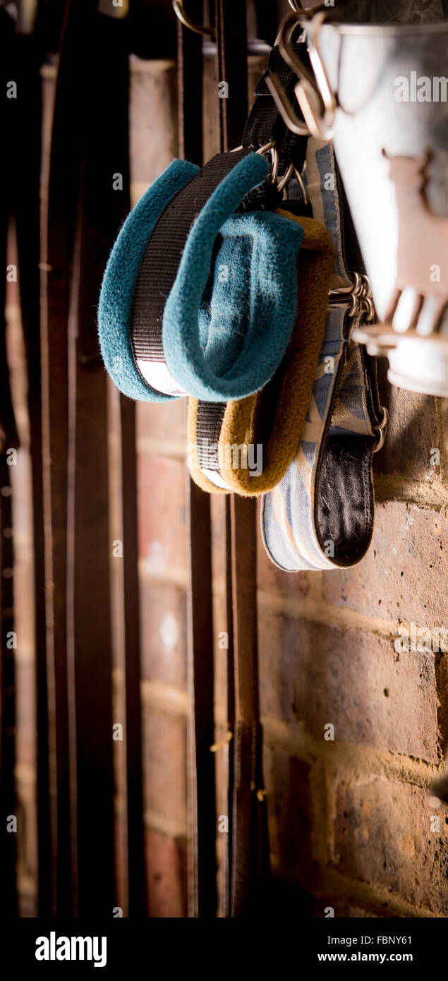 Whippet godersi la loro vacanza presso il Whippet Hotel nel West Sussex, Regno Unito. Foto Stock