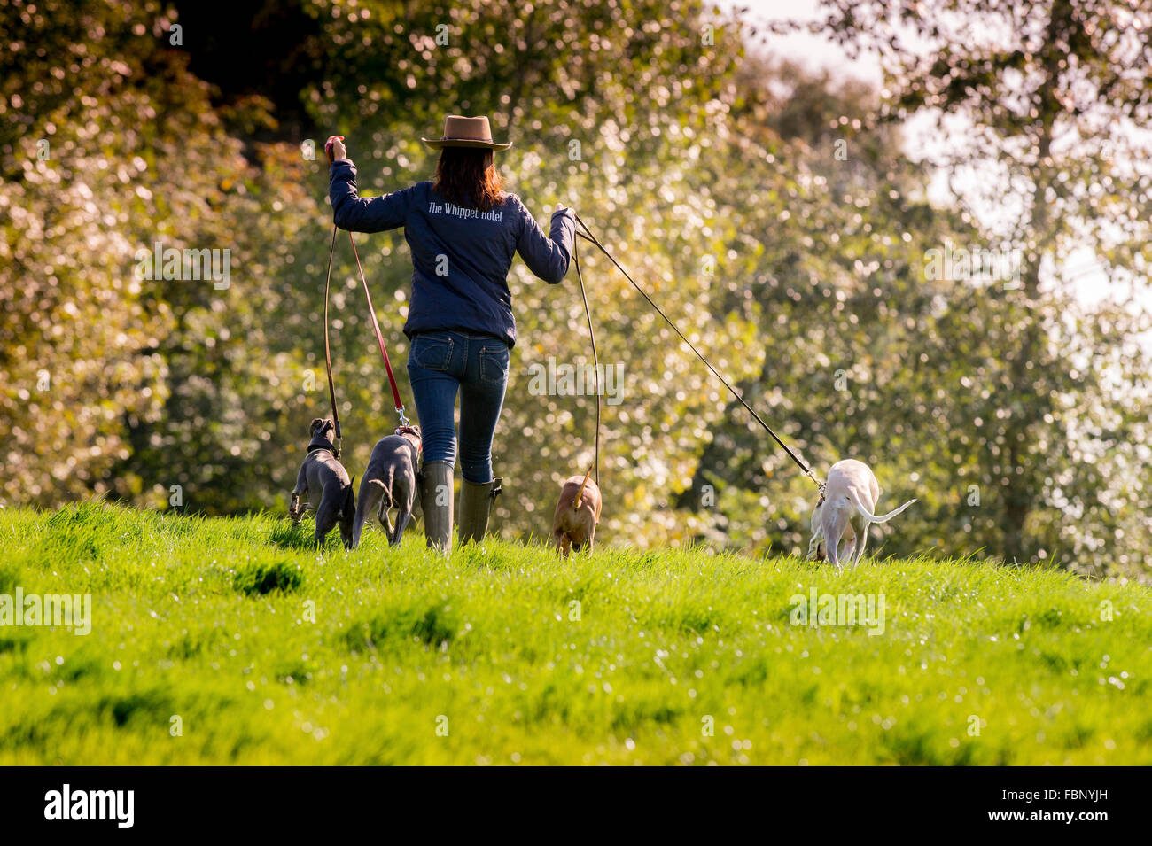 I whippet godendo la loro vacanza al Whippet Hotel in Sussex occidentale con il proprietario dell'hotel Caroline Patey-Johns. Foto Stock