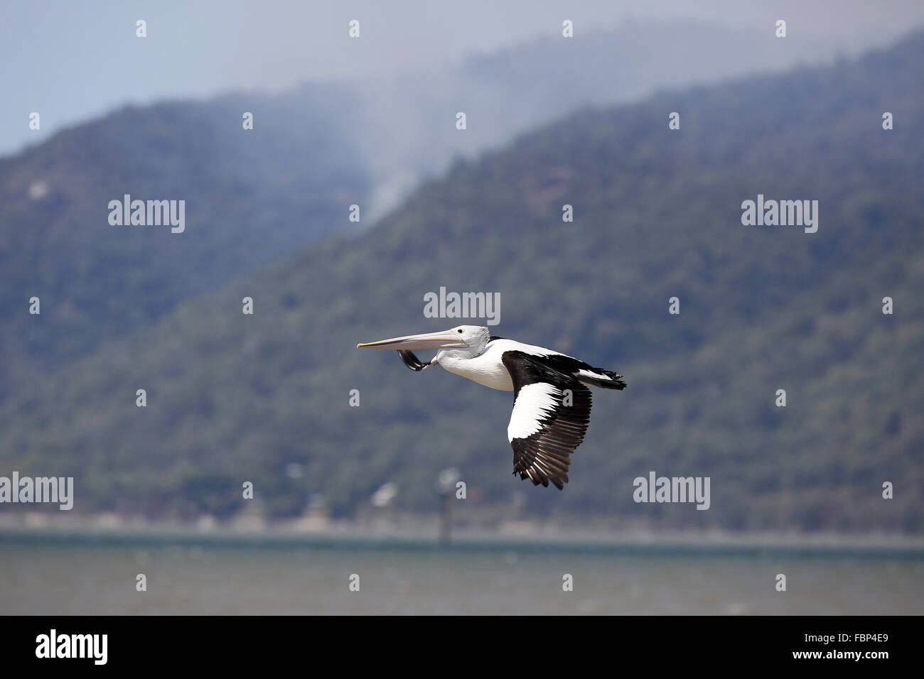 Australian Pelican, Pelecanus conspicillatus, in Volo a Cairns Esplanade Foto Stock
