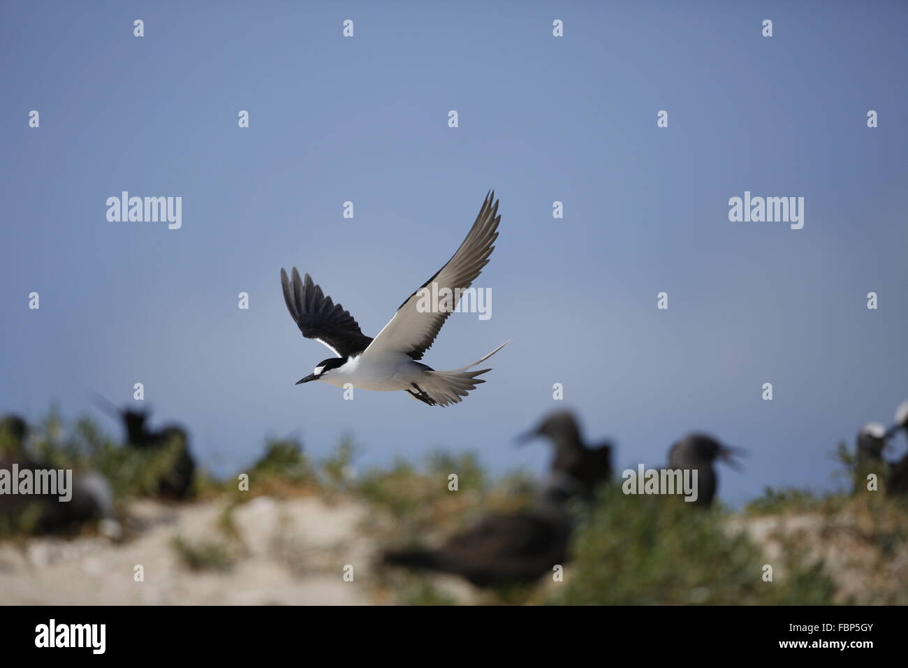 Fuligginosa Tern, Onychoprion fuscatus, volando sopra la colonia di allevamento Foto Stock