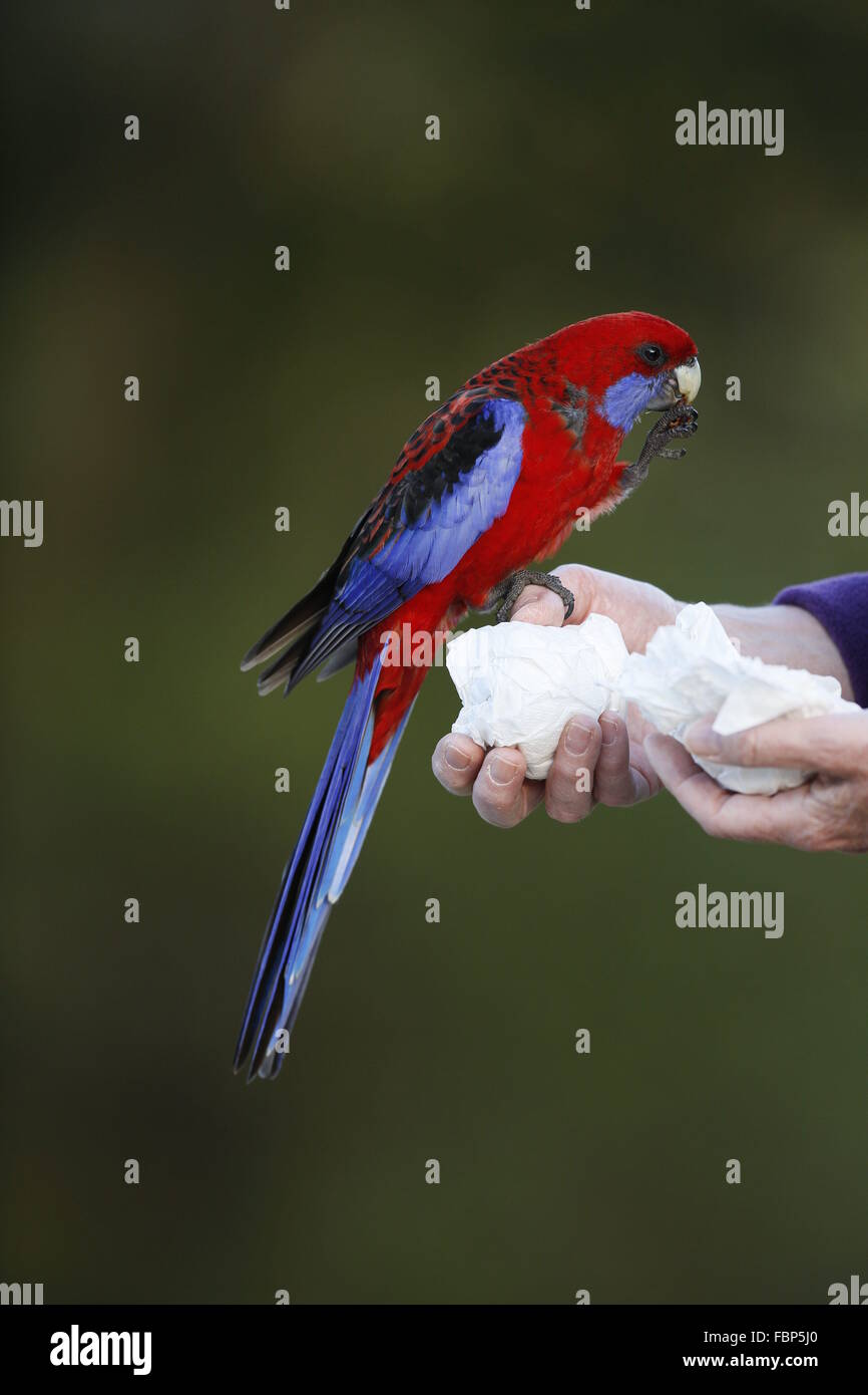 Crimson Rosella, Platycerus elegans, essendo alimentato a mano Foto Stock