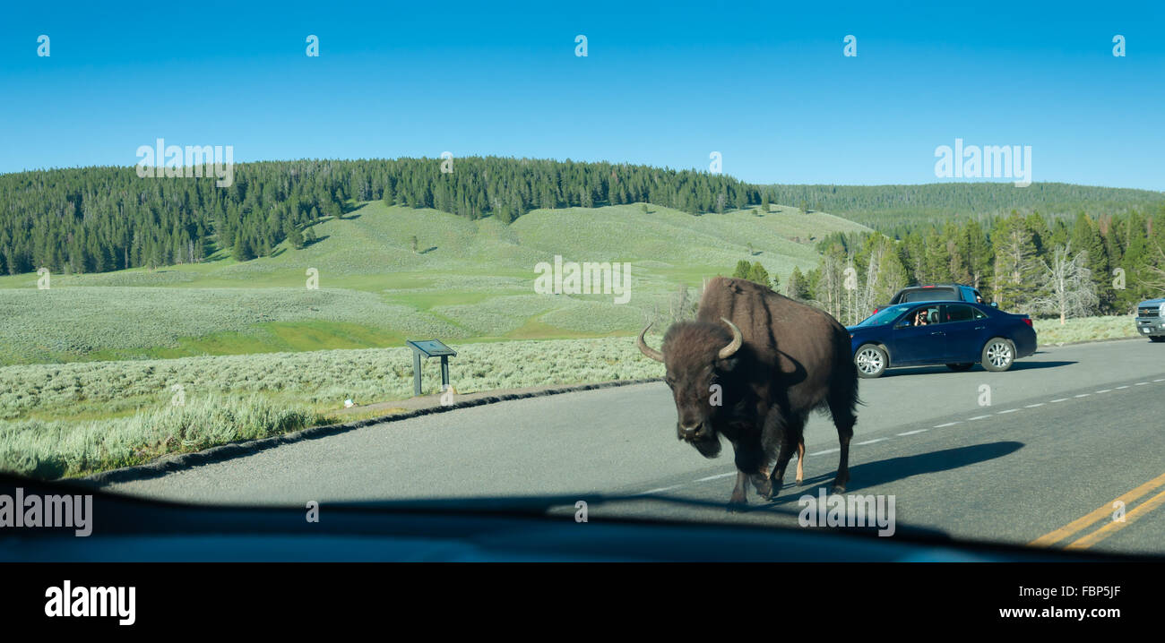 Due bison lentamente si mettono in cammino sulla strada Foto Stock Due bison lentamente si mettono in cammino sulla strada Foto Stock