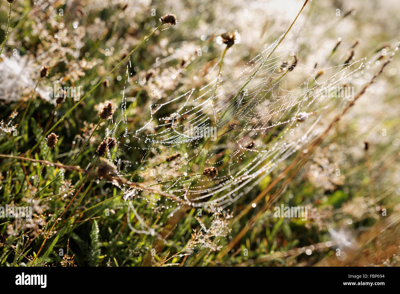 Spider Web nel campo della luce mattutina con sfondo sfocato, prato rurali paesaggio Foto Stock