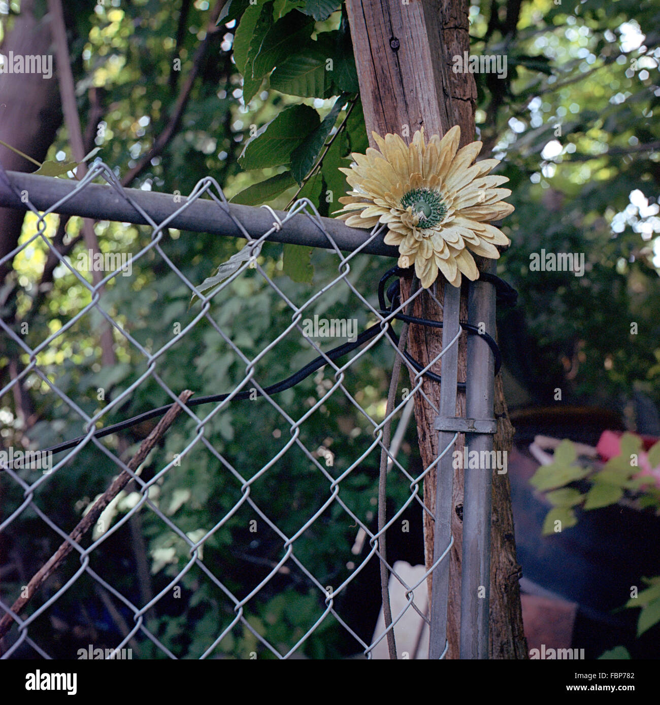 Flower posizionato per abbellire un recinto ruvida e post Foto Stock