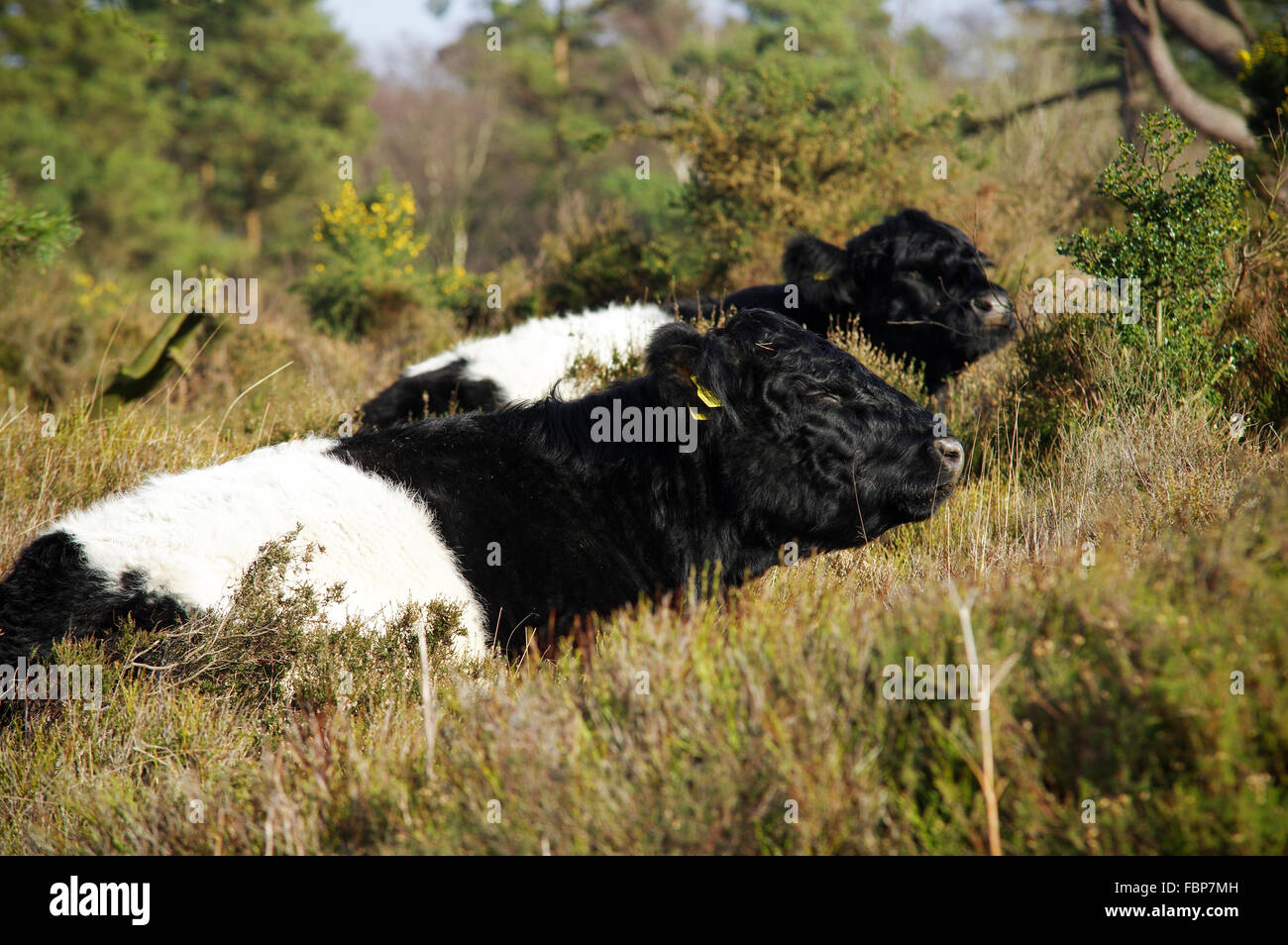 Aberdeen Angus bestiame al pascolo intorno Blackdown - South Downs National Park, Sussex, Inghilterra Foto Stock