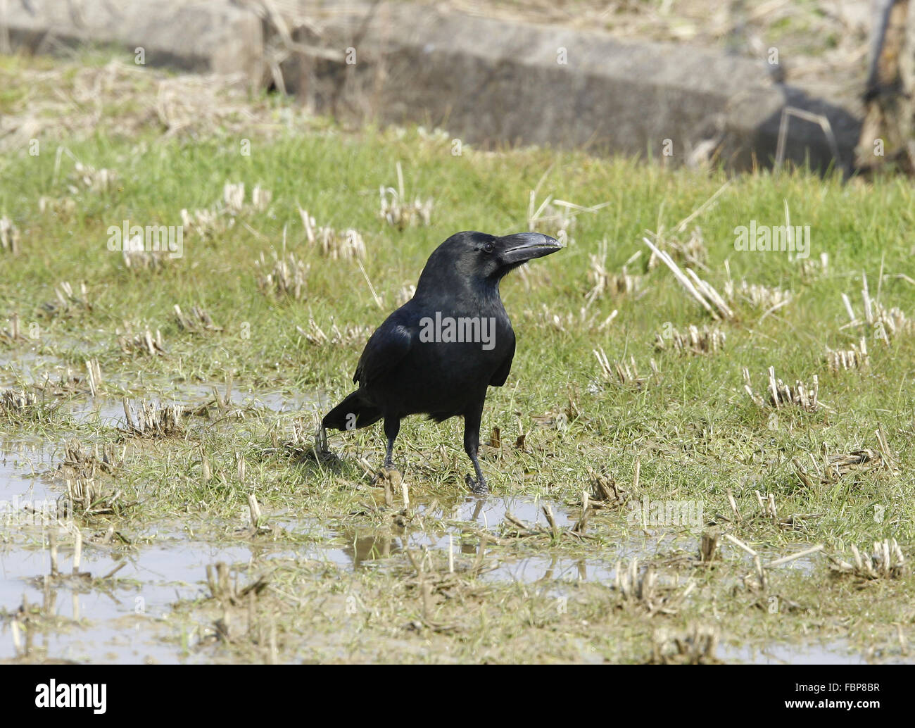 Grandi fatturati Crow Corvus macrorhynchos Foto Stock