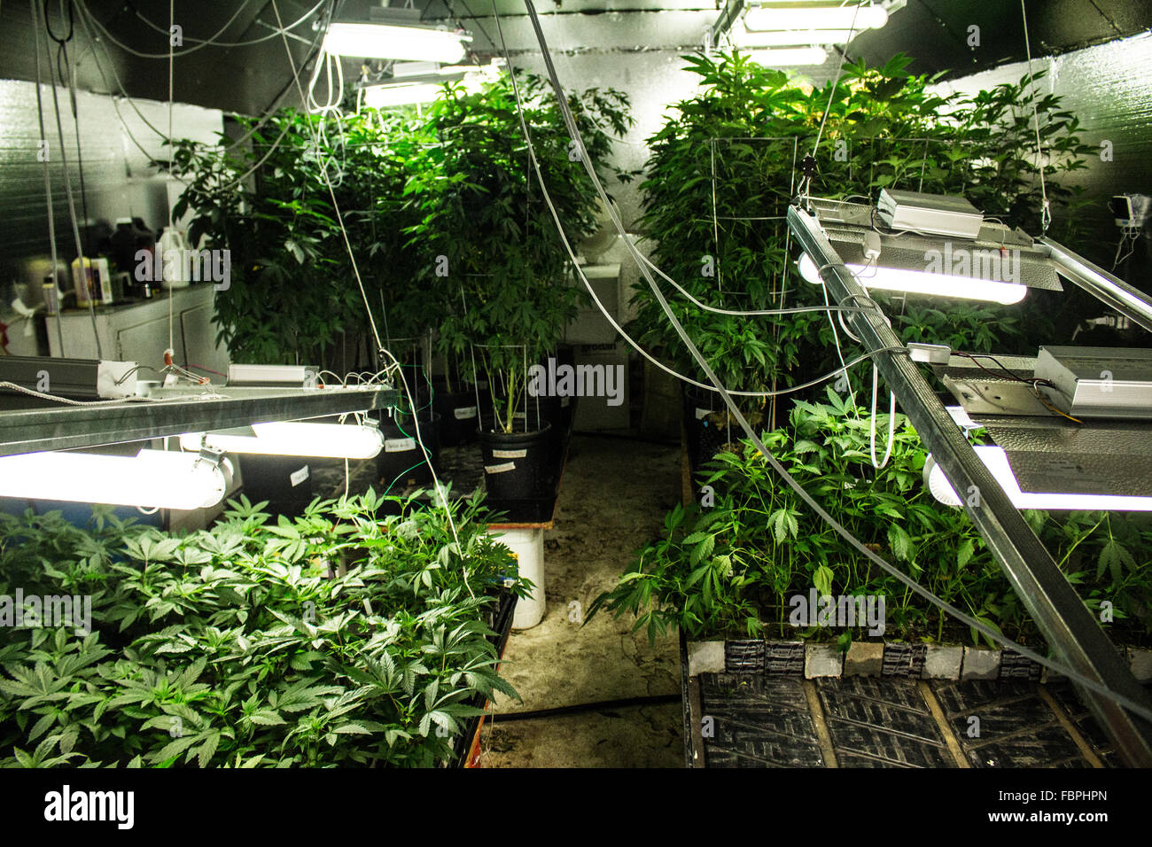 La Cannabis Medica Marijuana crescere Room Foto Stock