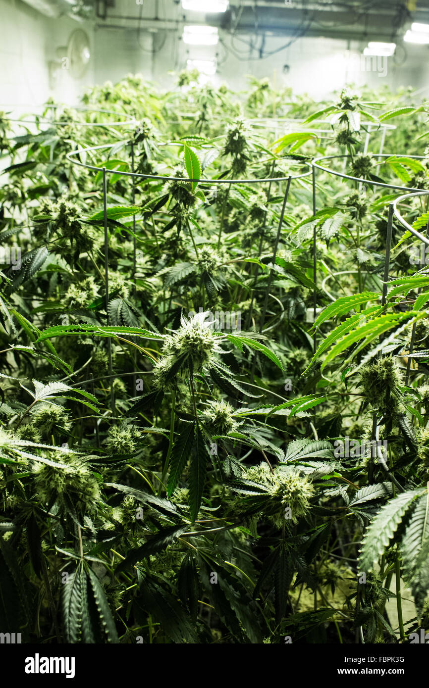 La Cannabis Medica Marijuana crescere Room Foto Stock