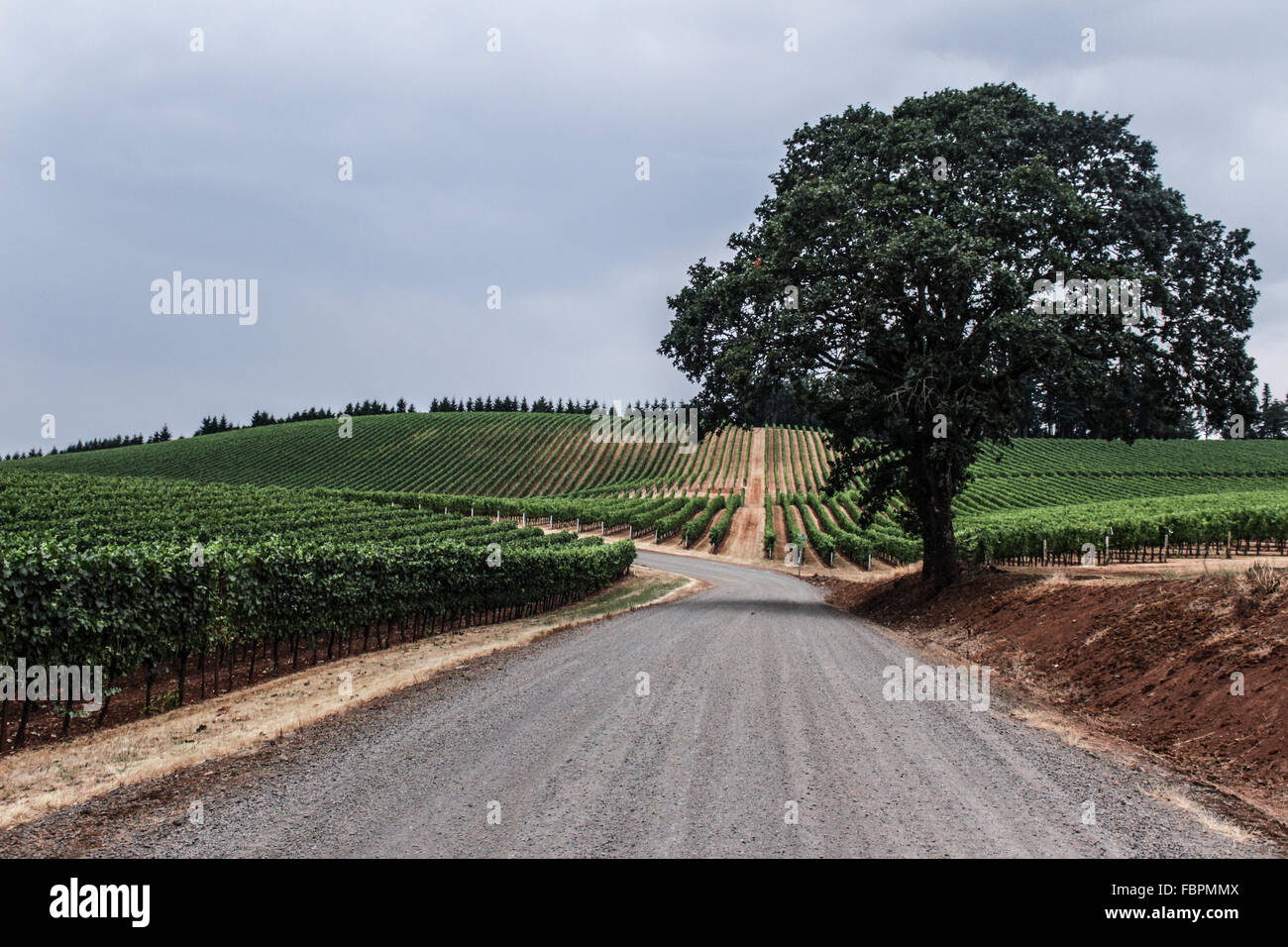 Uva da vino in un vigneto Foto Stock