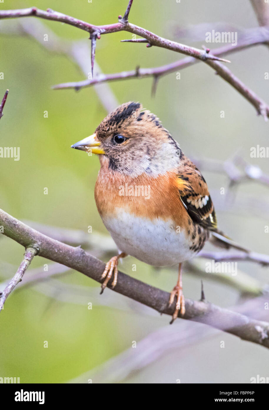 Brambling (Fringilla montifingilla) Foto Stock