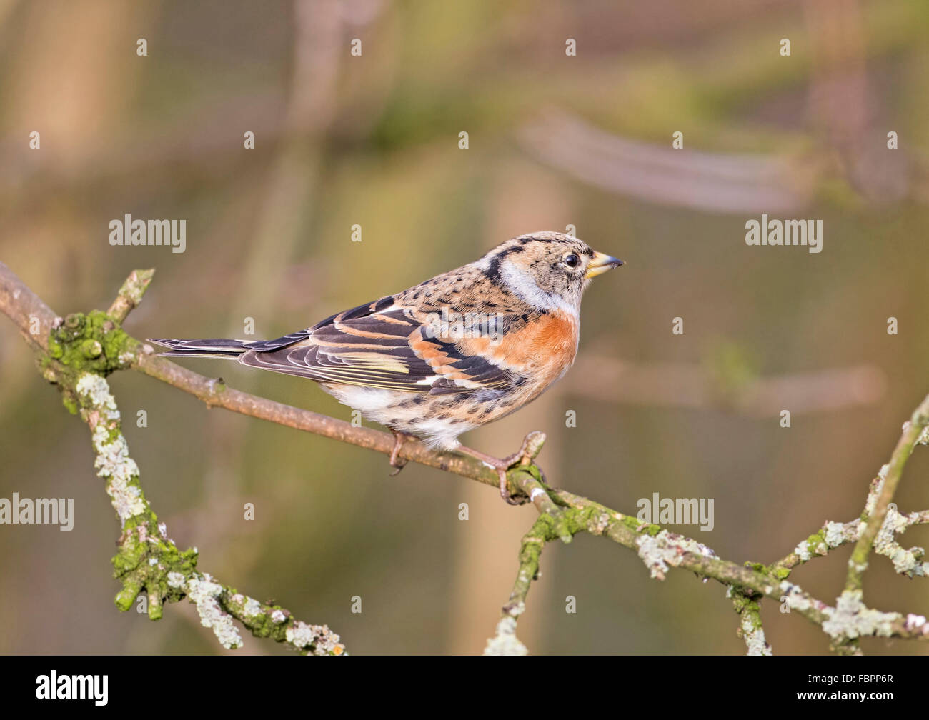 Brambling (Fringilla montifingilla) Foto Stock