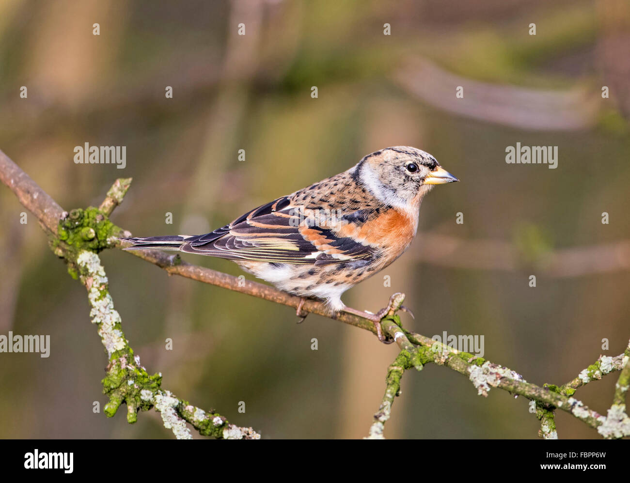 Brambling (Fringilla montifingilla) Foto Stock