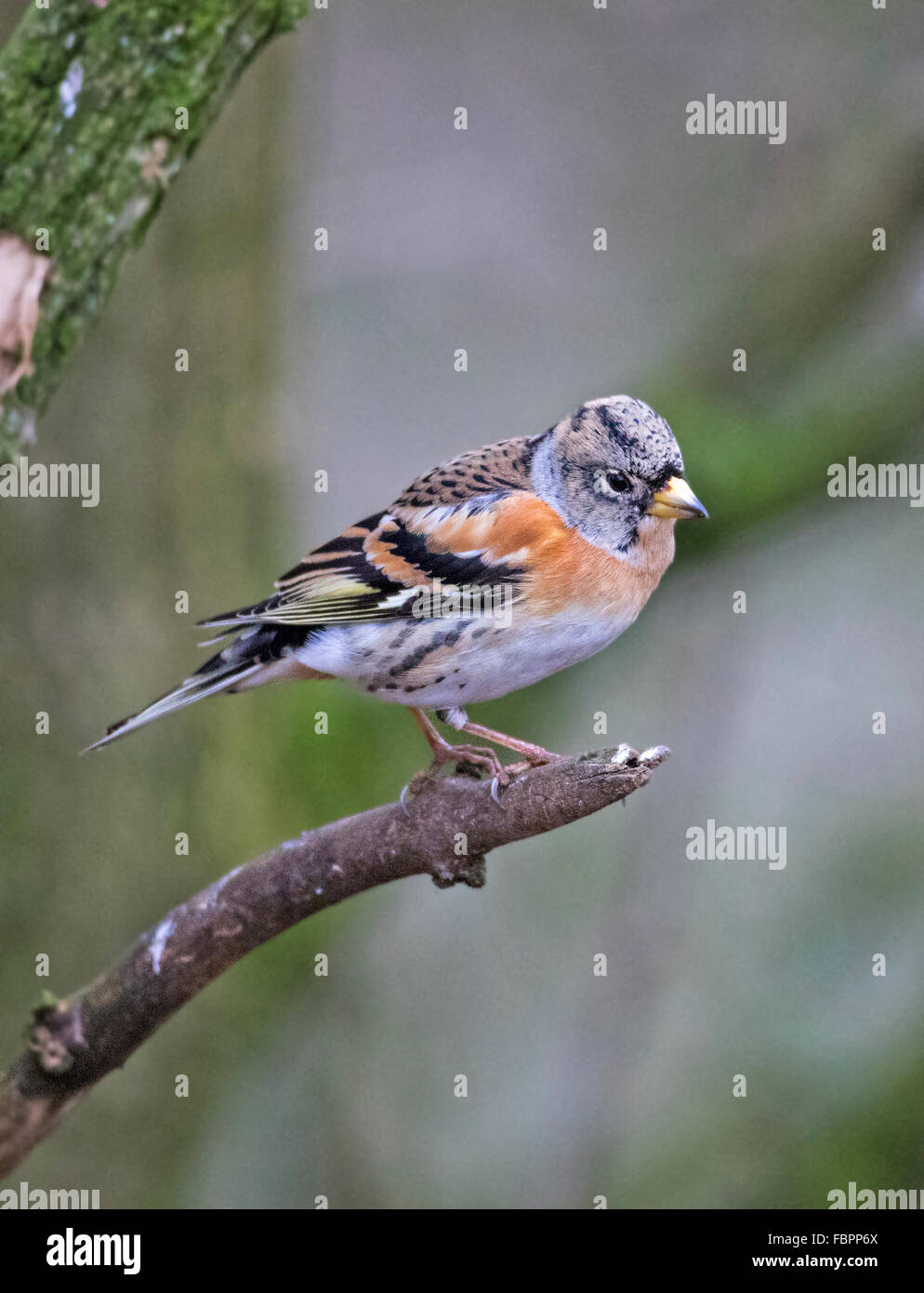 Brambling (Fringilla montifingilla) Foto Stock