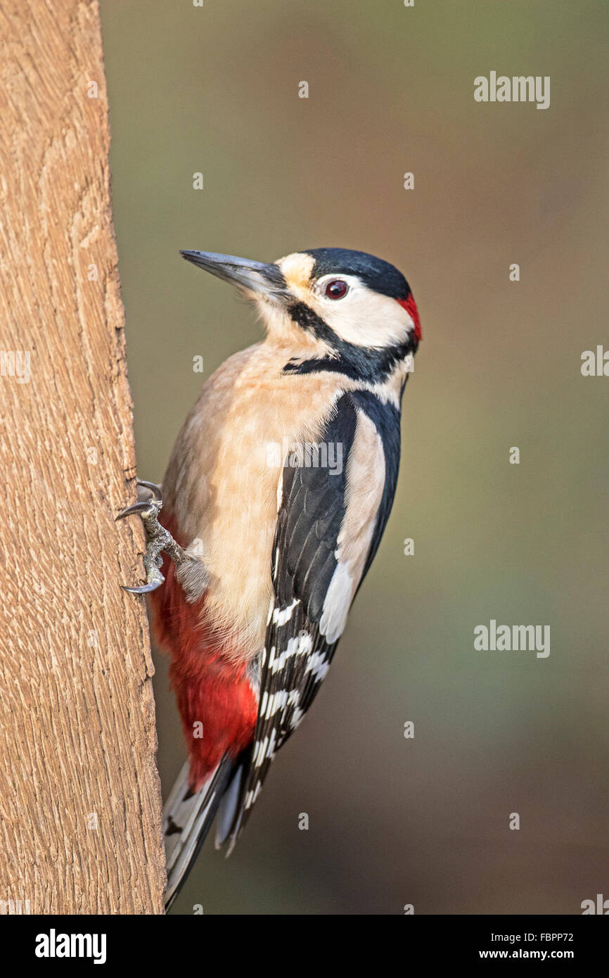 Picchio rosso maggiore (Dendrocopos major) Foto Stock