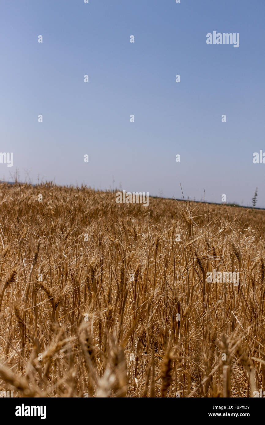 Campo di grano Foto Stock