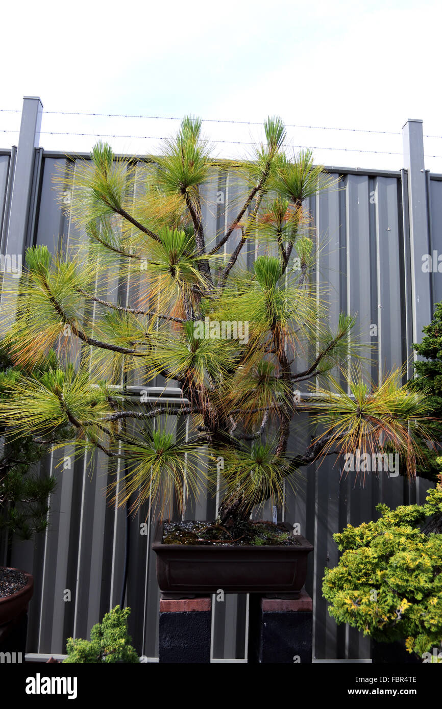 Pinus palustris o noto come lunghe foglie bonsai di pino Foto Stock