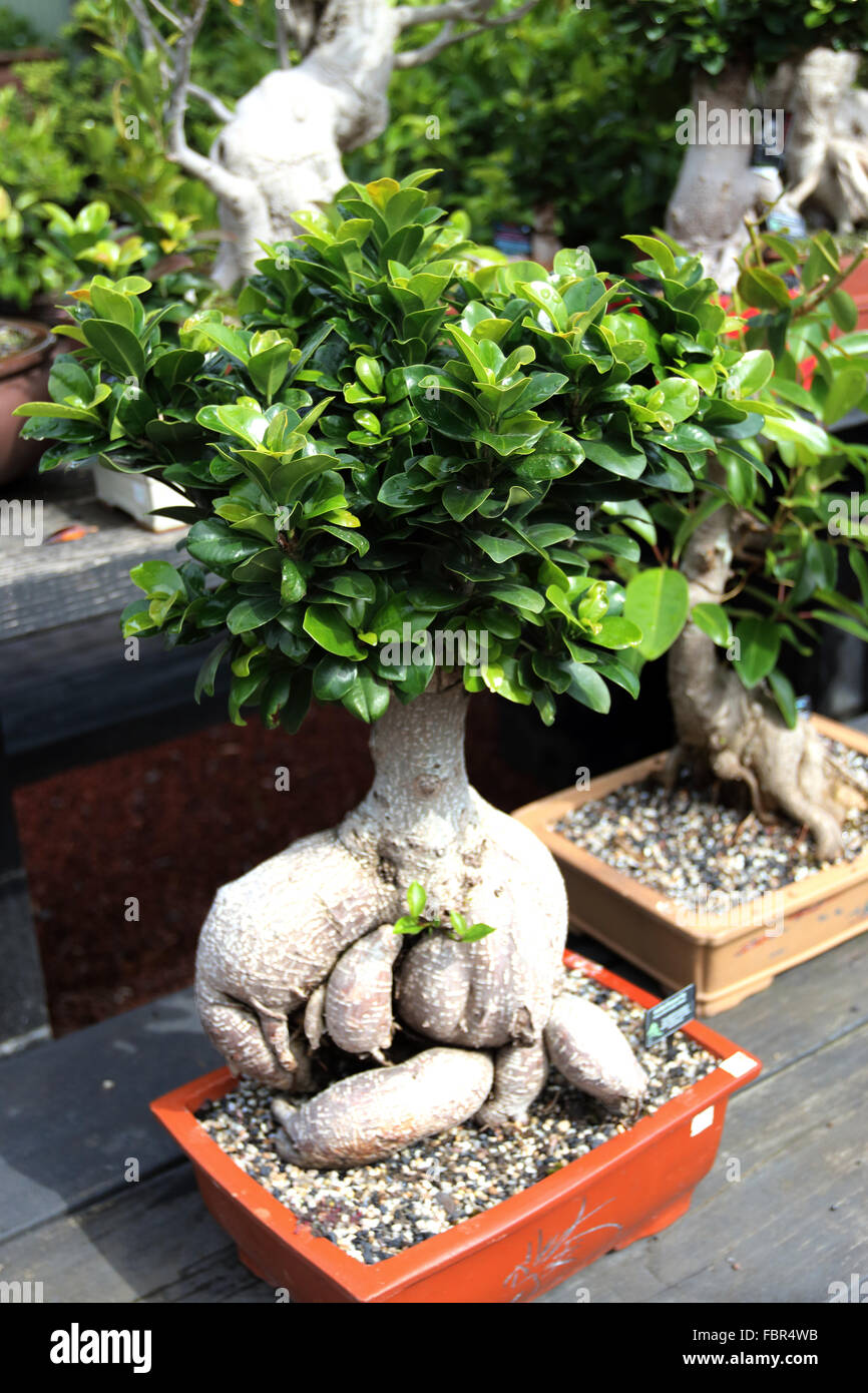 Ficus retusa microcarpa o noto come Banyan Fig Foto Stock