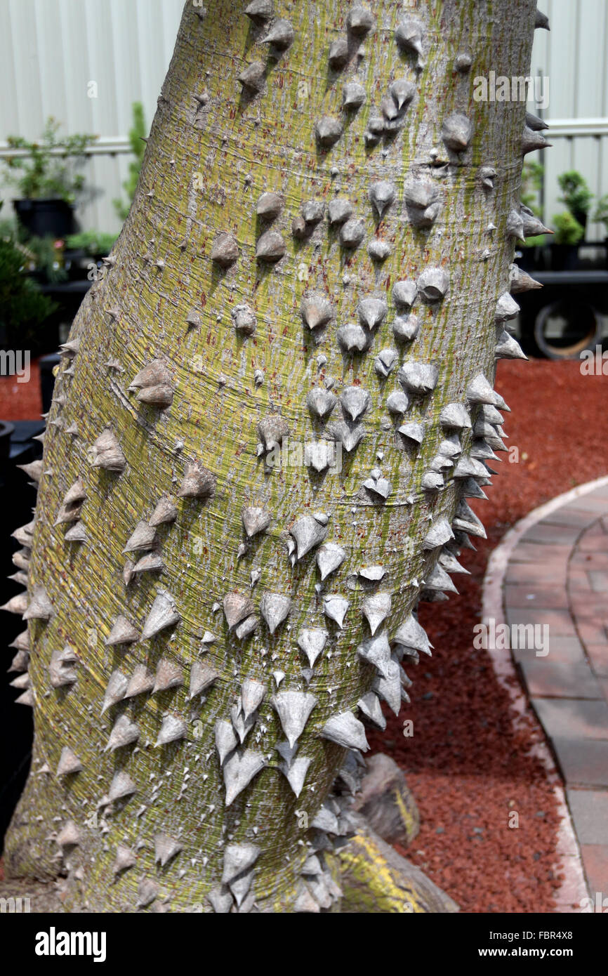 Ceiba Speciosa o Chorisia speciosa noto anche come la seta Floss Tree Foto Stock