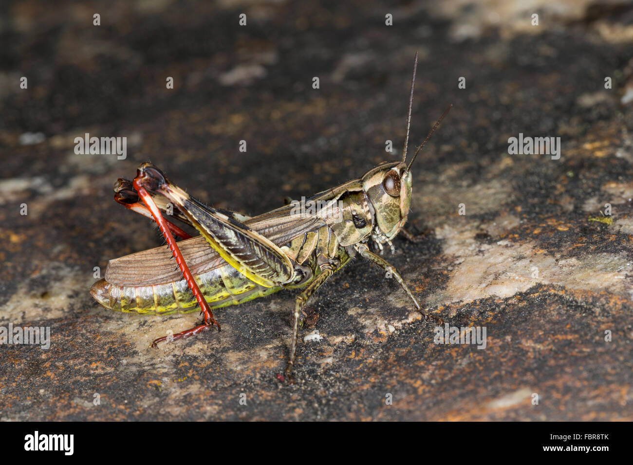 Red-gambe Grasshopper, femmina, Zweifleckiger Grashüpfer, Weibchen, Chorthippus binotatus binotatus, Criquet des Ajoncs Foto Stock