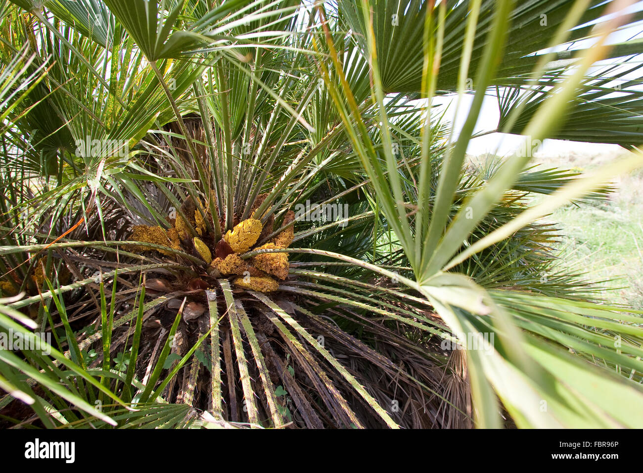 Ventola mediterranea felce, Palmito, Ventola Europeo Palm, Europäische Zwergpalme, Zwerg-Palme, palme, Offenburg, chamaerops humilis Foto Stock
