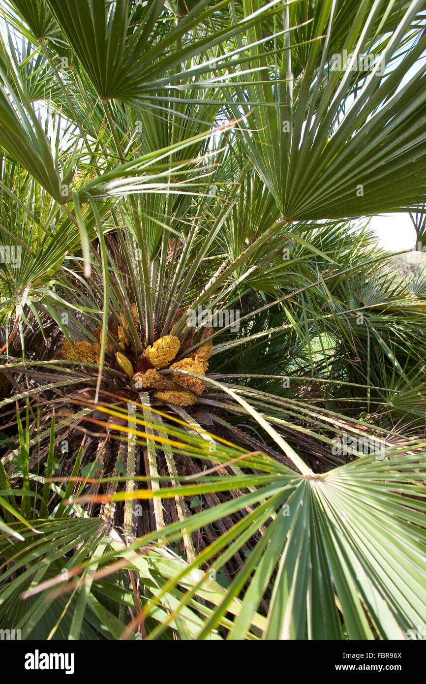 Ventola mediterranea felce, Palmito, Ventola Europeo Palm, Europäische Zwergpalme, Zwerg-Palme, palme, Offenburg, chamaerops humilis Foto Stock