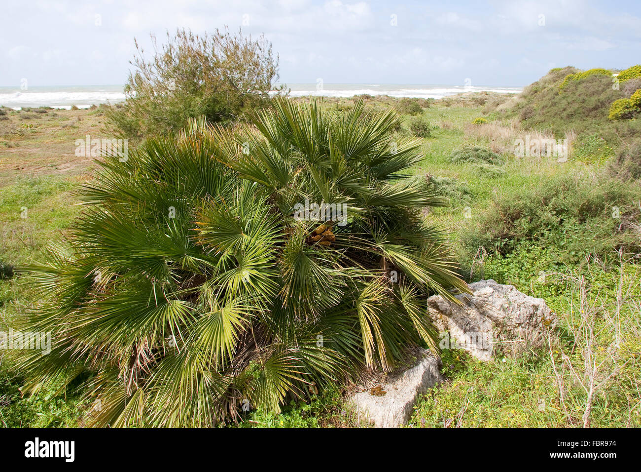 Ventola mediterranea felce, Palmito, Ventola Europeo Palm, Europäische Zwergpalme, Zwerg-Palme, palme, Offenburg, chamaerops humilis Foto Stock
