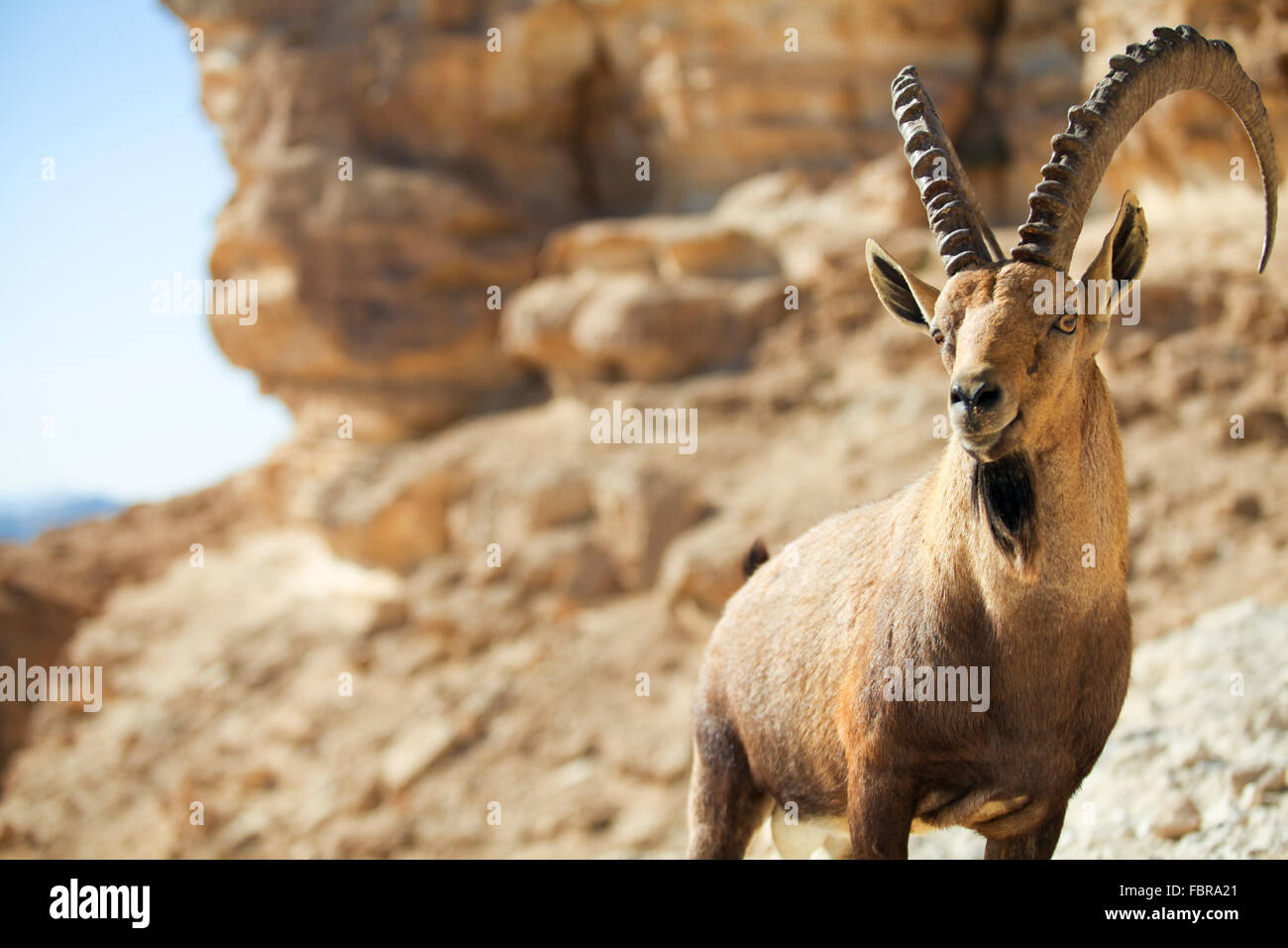 Maschio Ibex Nubiano (Capra ibex nubiana), in piedi sul bordo del cratere di Ramon, deserto del Negev, Israele Foto Stock