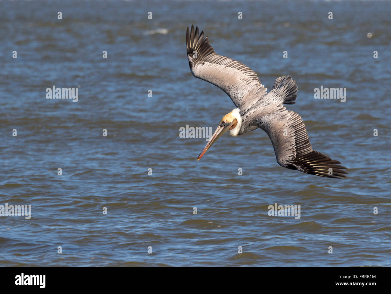 Pellicano marrone (Pelecanus occidentalis) immersioni, Galveston, Texas, Stati Uniti d'America Foto Stock