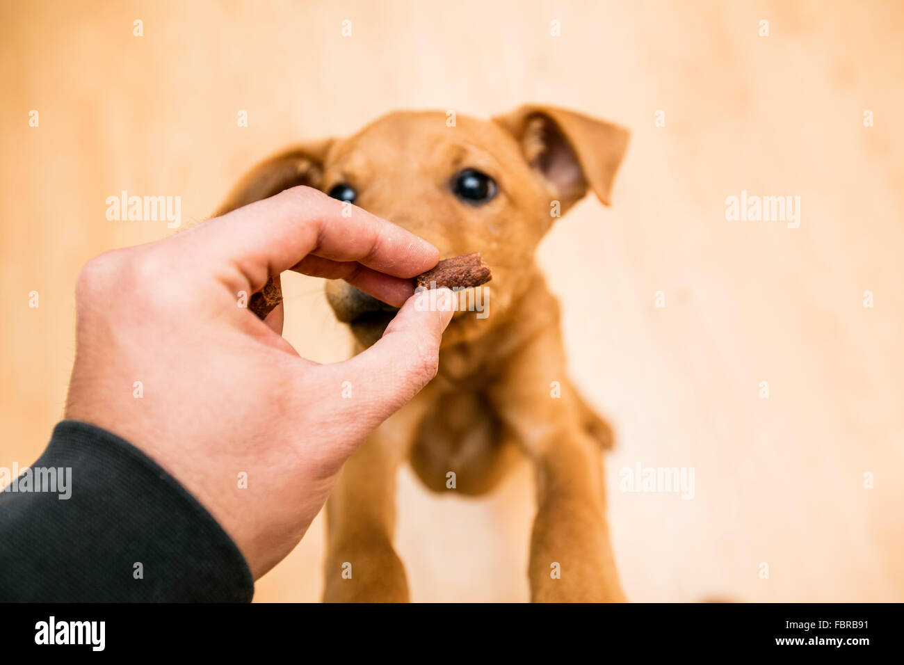 Prospettiva in prima persona di una alimentazione manuale di un giocoso cane marrone, interni Foto Stock