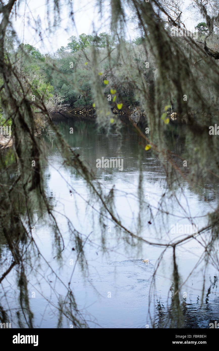 Il calcare sole banche il fiume Suwannee Foto Stock