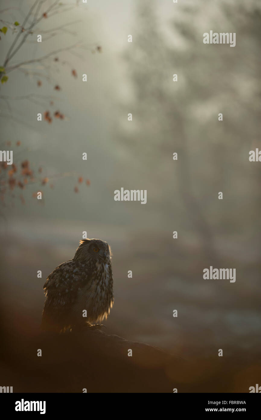 Gufo dell'Aquila del Nord / Europäischer Uhu ( bubo bubo ) seduto su alcune rocce, mattina presto, situazione retroilluminata nebbiosa, fauna selvatica, Europa. Foto Stock
