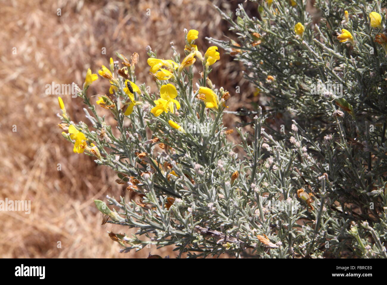 Teline microphylla una gialla ginestra indigeno di Gran Canaria Foto Stock