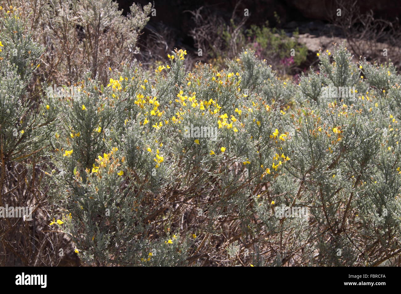 Teline microphylla una gialla ginestra indigeno di Gran Canaria Foto Stock