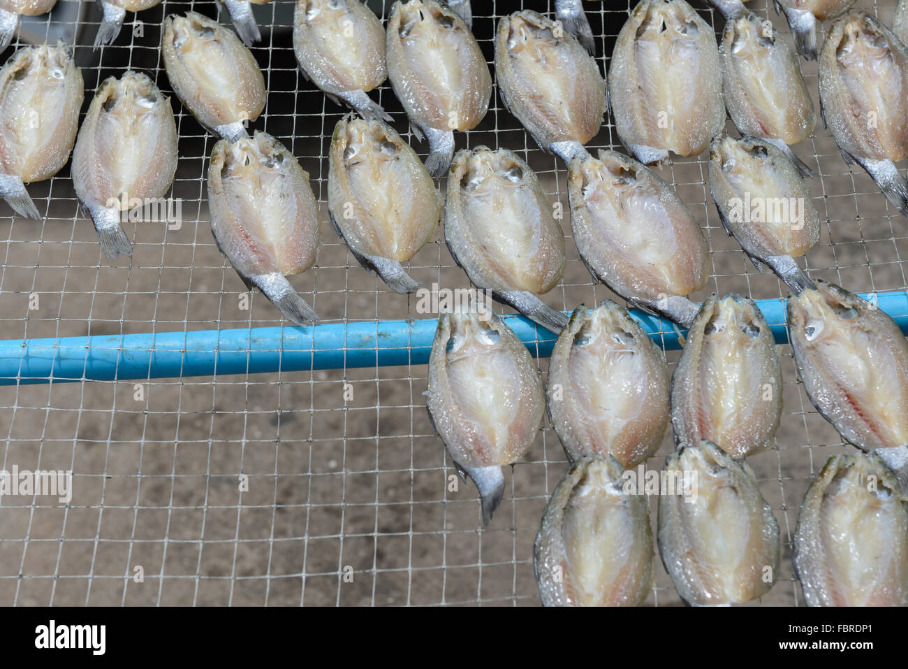 Asciugato il pesce salato crogiolarsi al sole, la conservazione dei cibi in Thailandia Foto Stock