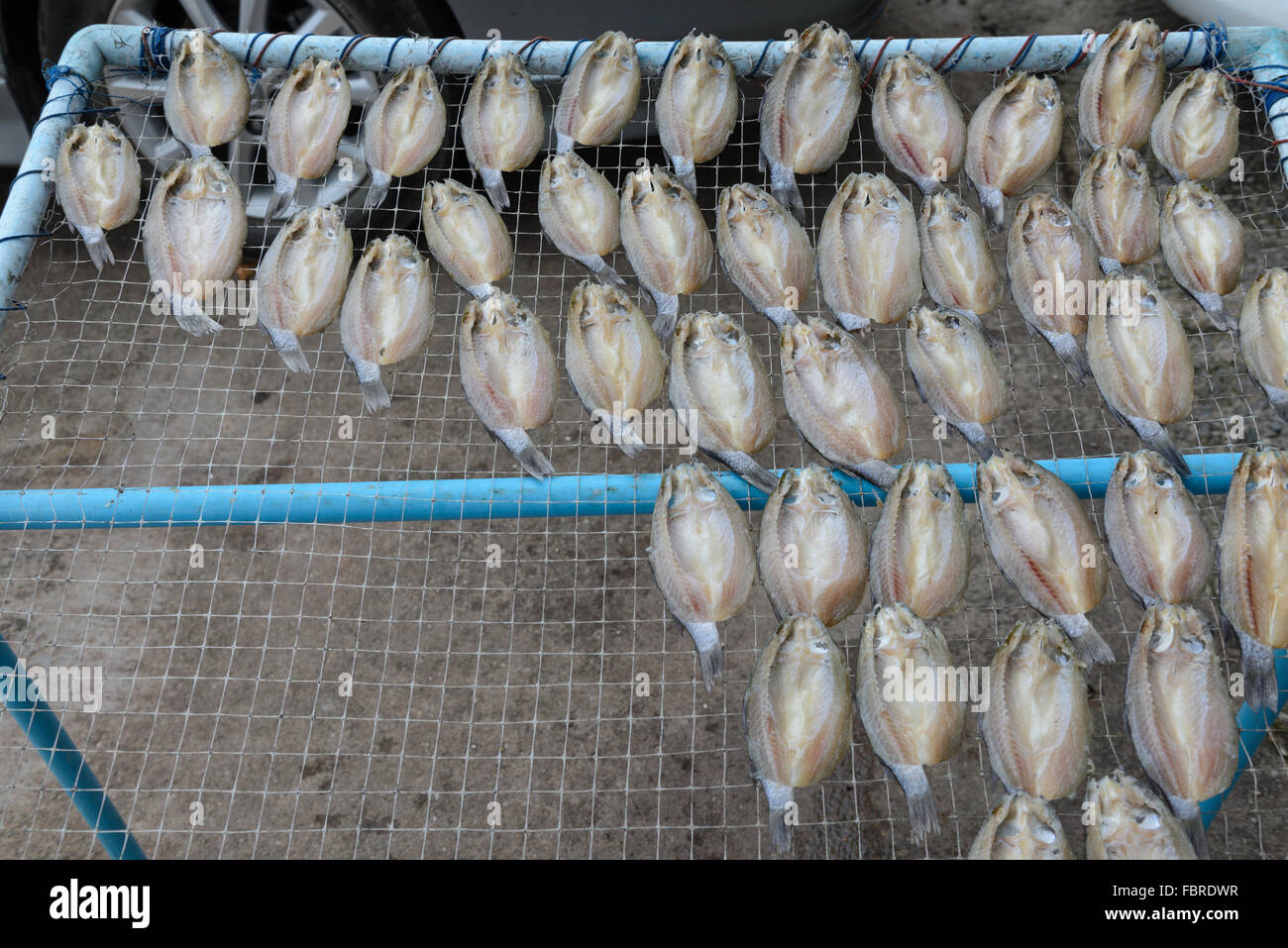 Asciugato il pesce salato crogiolarsi al sole, la conservazione dei cibi in Thailandia Foto Stock