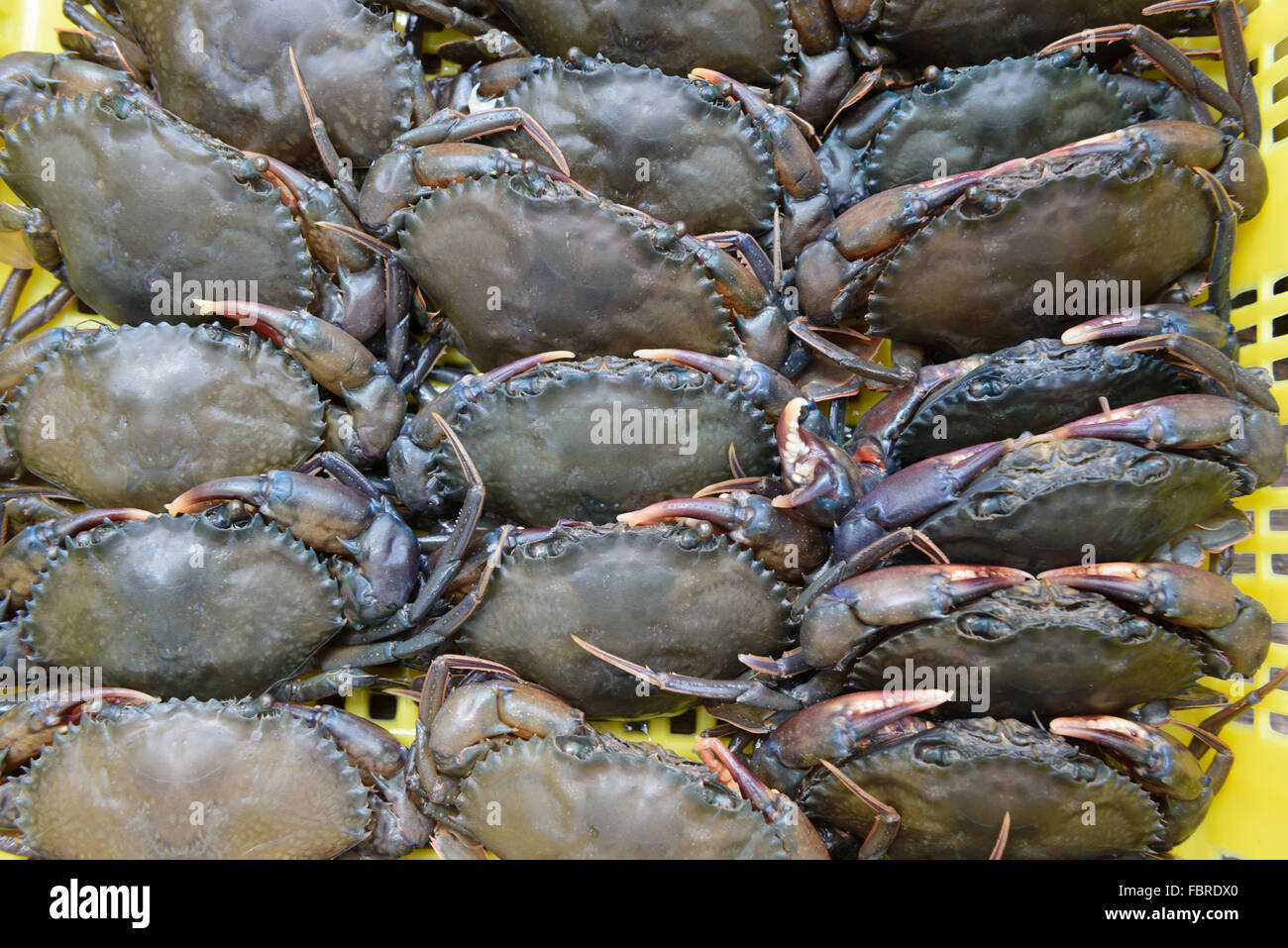 Viva soft shell granchio seghettato, nero o granchio granchio di mangrovie. Hanno solo se stessi molted loro vecchio esoscheletro Foto Stock