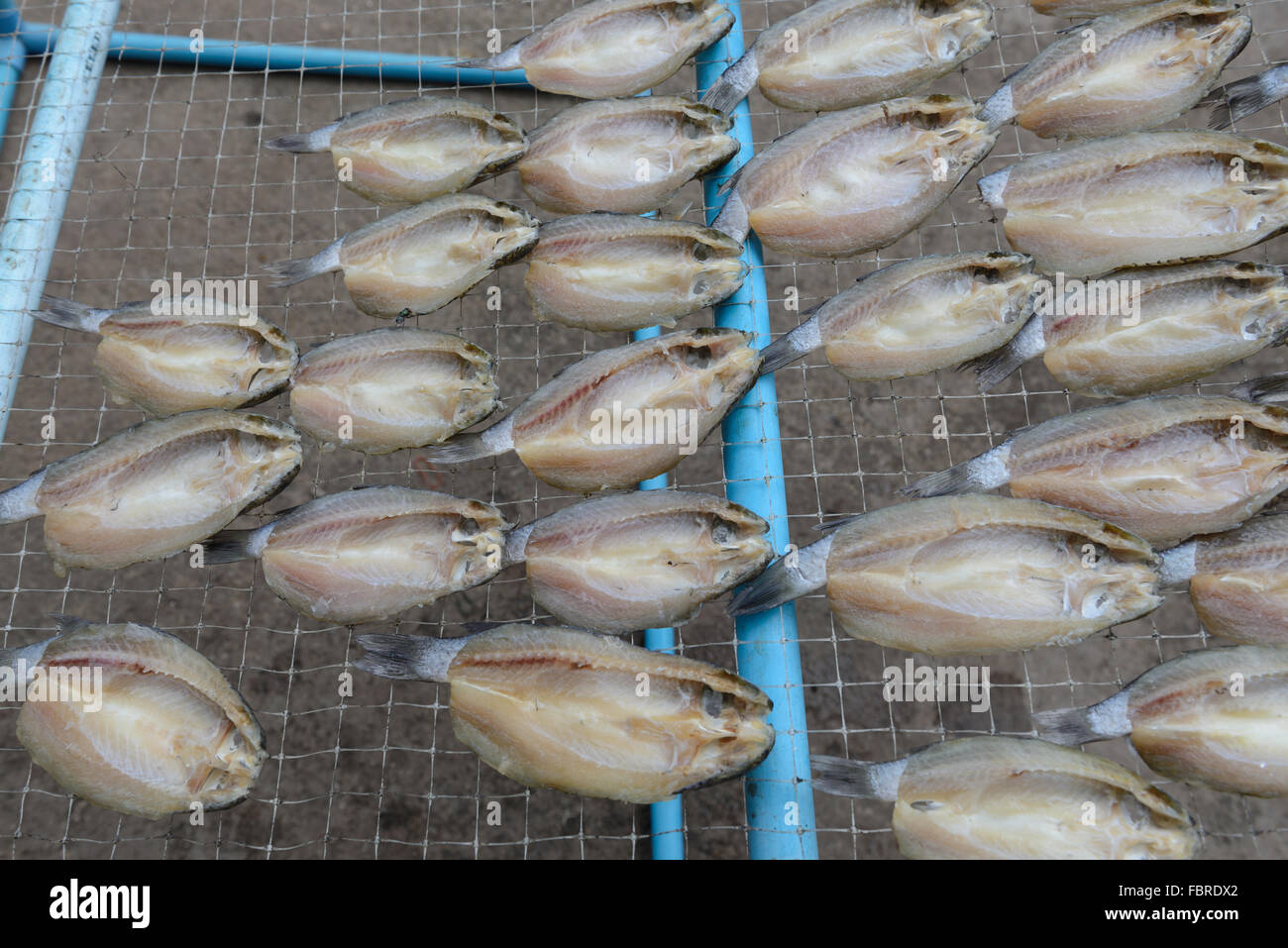Asciugato il pesce salato crogiolarsi al sole, la conservazione dei cibi in Thailandia Foto Stock