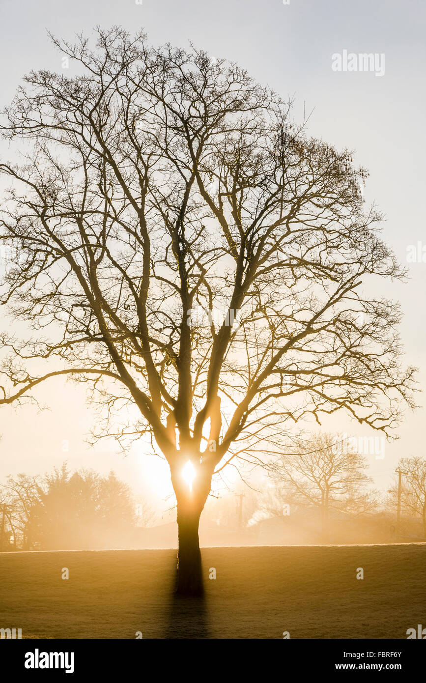 Sunrise fasci attraverso la nebbia, Beaconsfield Park, Vancouver, British Columbia, Canada Foto Stock