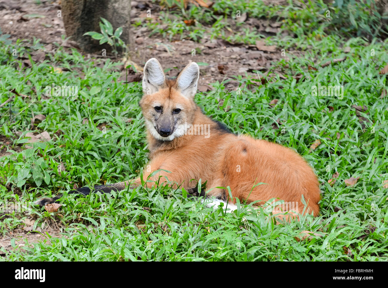 Crisocione stabiliscono sull'erba Foto Stock