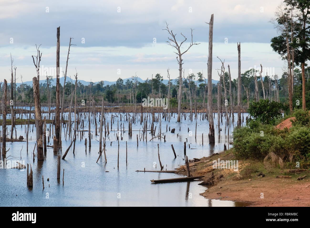 Una vista di un mare di alberi morti su 3.500 milioni di metri cubi di gas nel serbatoio della capacità del Nam Theun 2 progetto idroelettrico, che copre fino a 450 chilometri quadrati sul Plateau Nakai, Laos Foto Stock
