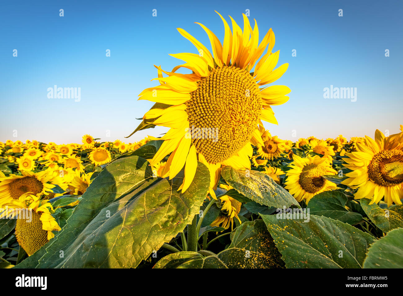Campo di girasoli in fiore sullo sfondo un tramonto Foto Stock