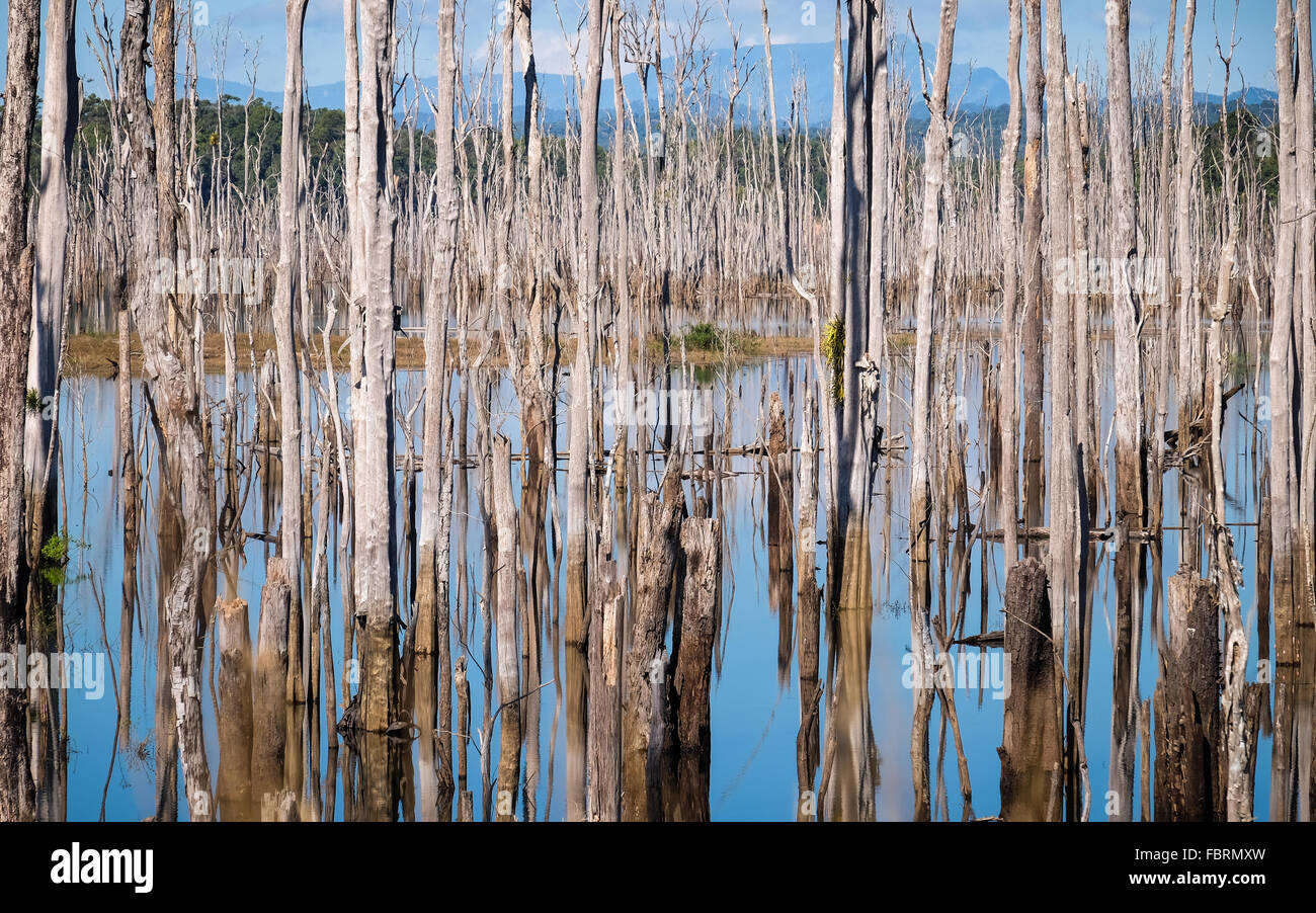 Una vista di un mare di alberi morti su 3.500 milioni di metri cubi di gas nel serbatoio della capacità del Nam Theun 2 progetto idroelettrico, che copre fino a 450 chilometri quadrati sul Plateau Nakai, Laos Foto Stock