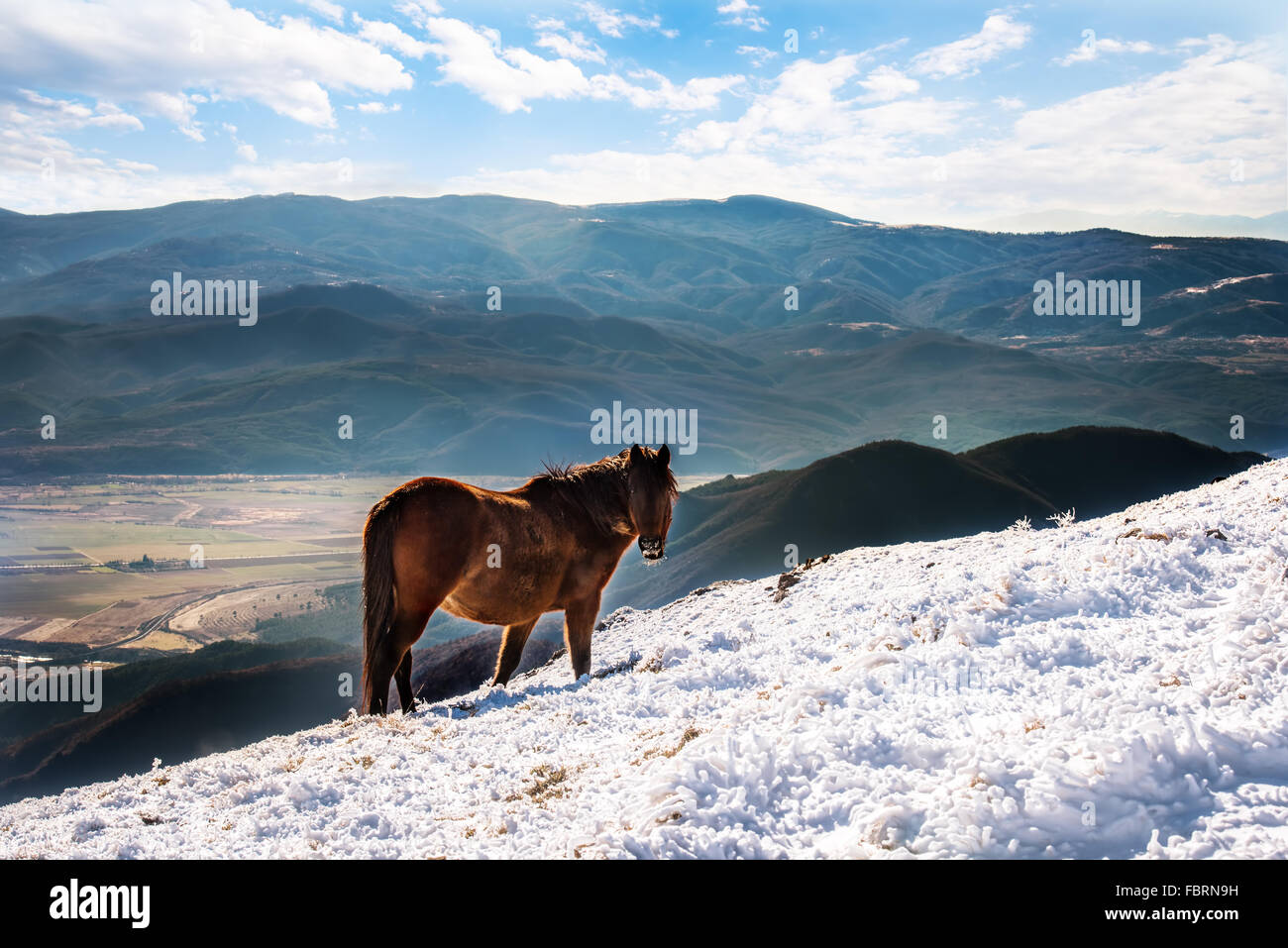 Cavallo su pascoli di montagna. Foto Stock